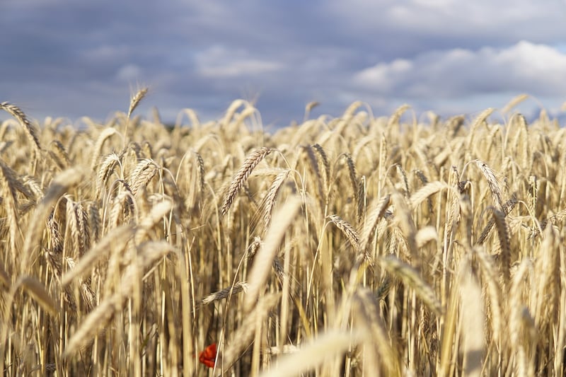 Wheat Harvest